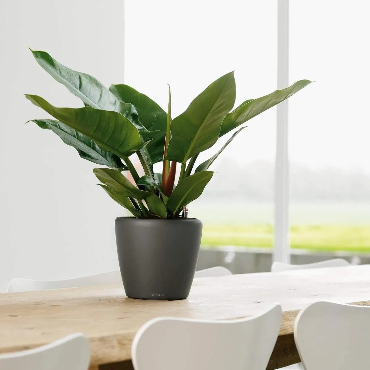 Lechuza Self Watering Plant Pot Classico 21 LS Garden Flower Indoor Outdoor Small Table Plastic Planter with Drainage Hole D21 H20 cm Charcoal Metallic