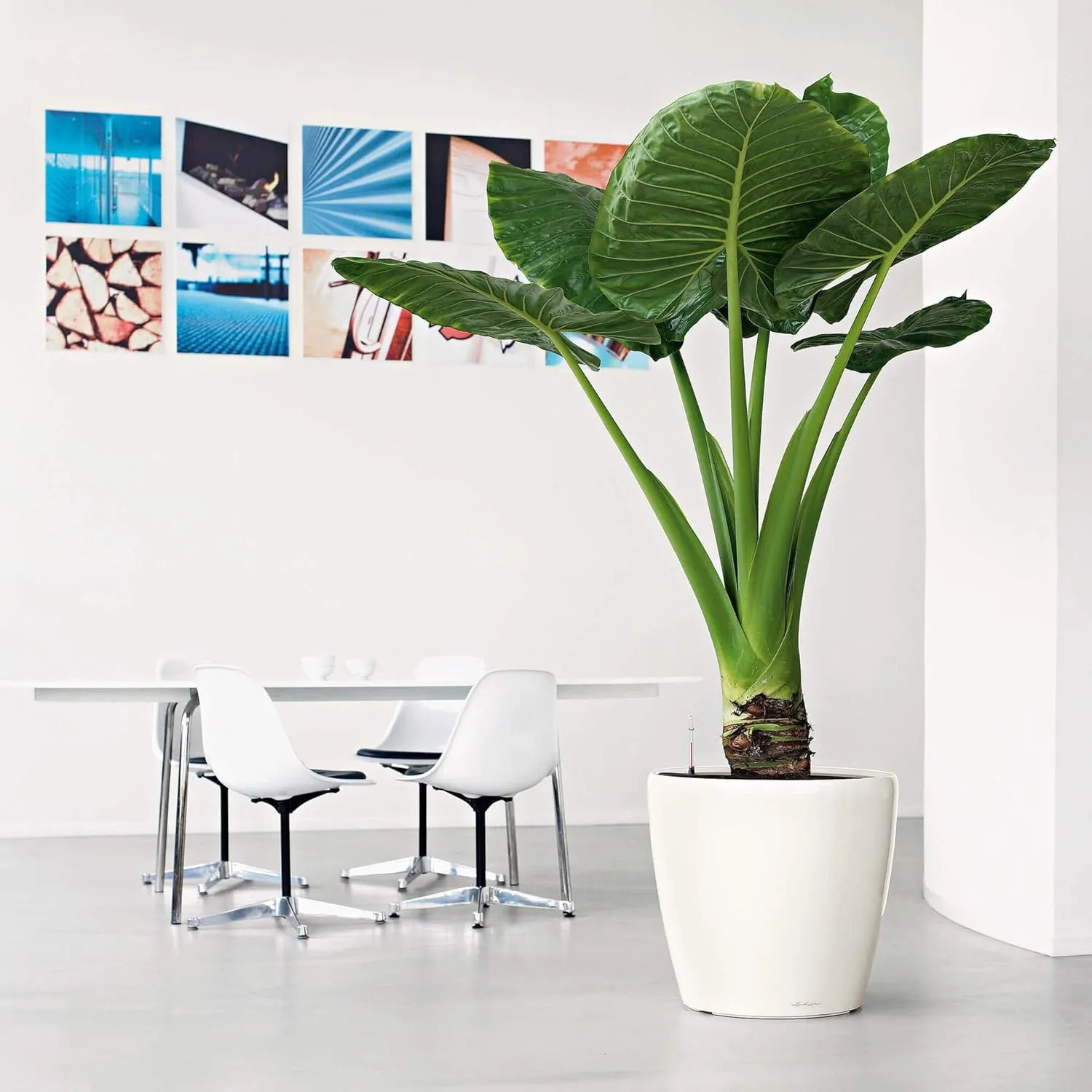 Lechuza Self Watering Plant Pot Classico 50 LS Garden Flower Indoor Outdoor Floor Plastic Planter with Drainage Hole D50 H47 cm Black High-Gloss