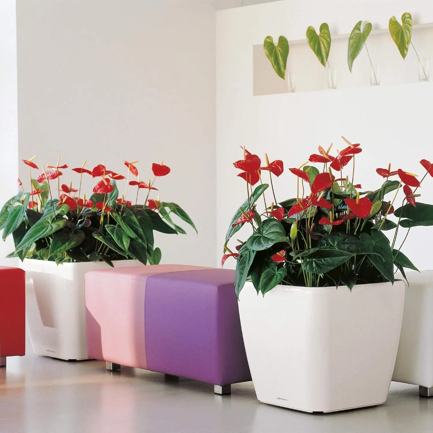 Lechuza Self Watering Plant Pot Quadro LS 50 Garden Flower Indoor Outdoor Floor Plastic Planter with Drainage Hole H47 L50 W50 cm Black High-Gloss